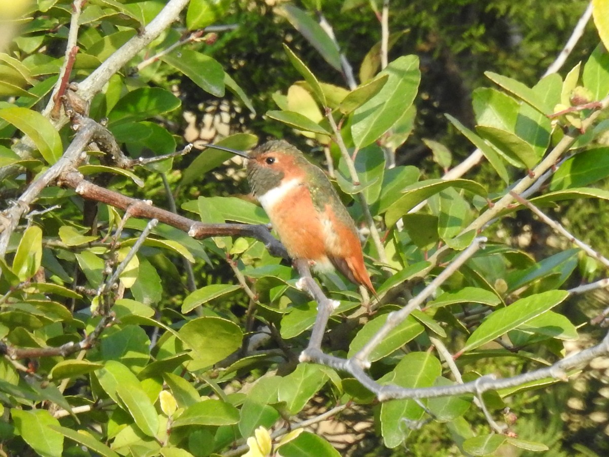 Allen's Hummingbird - ML305920871