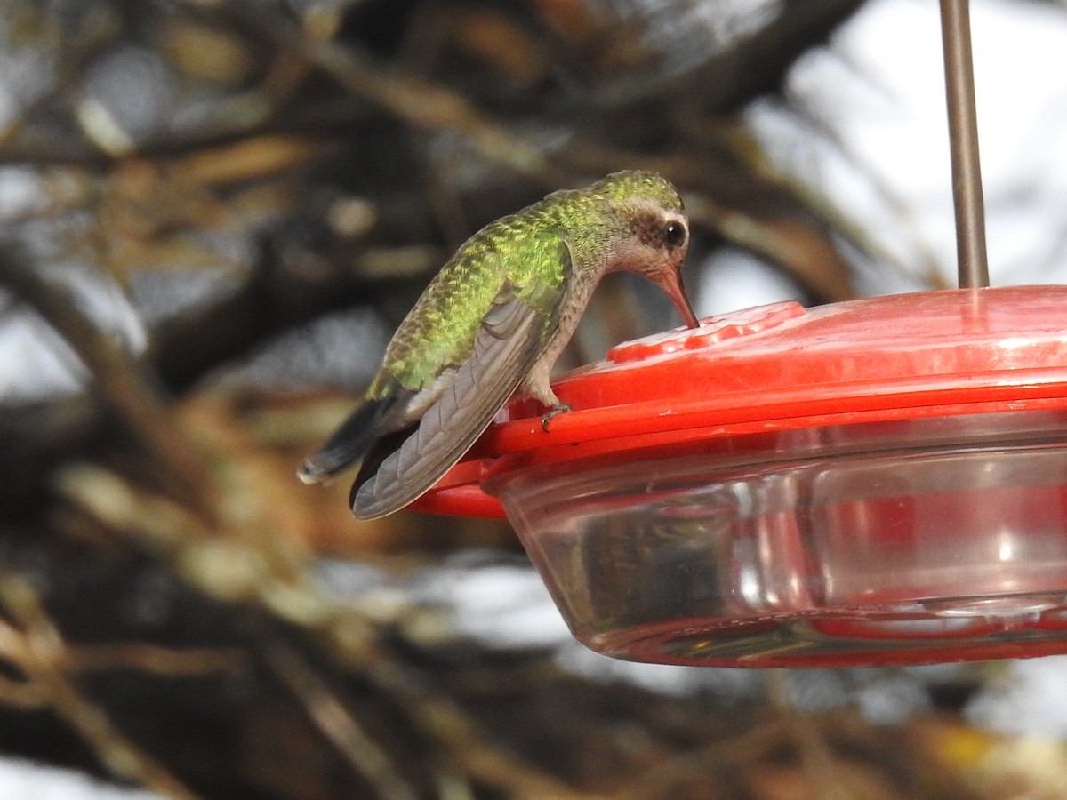 Colibrí Piquiancho Común - ML305921151