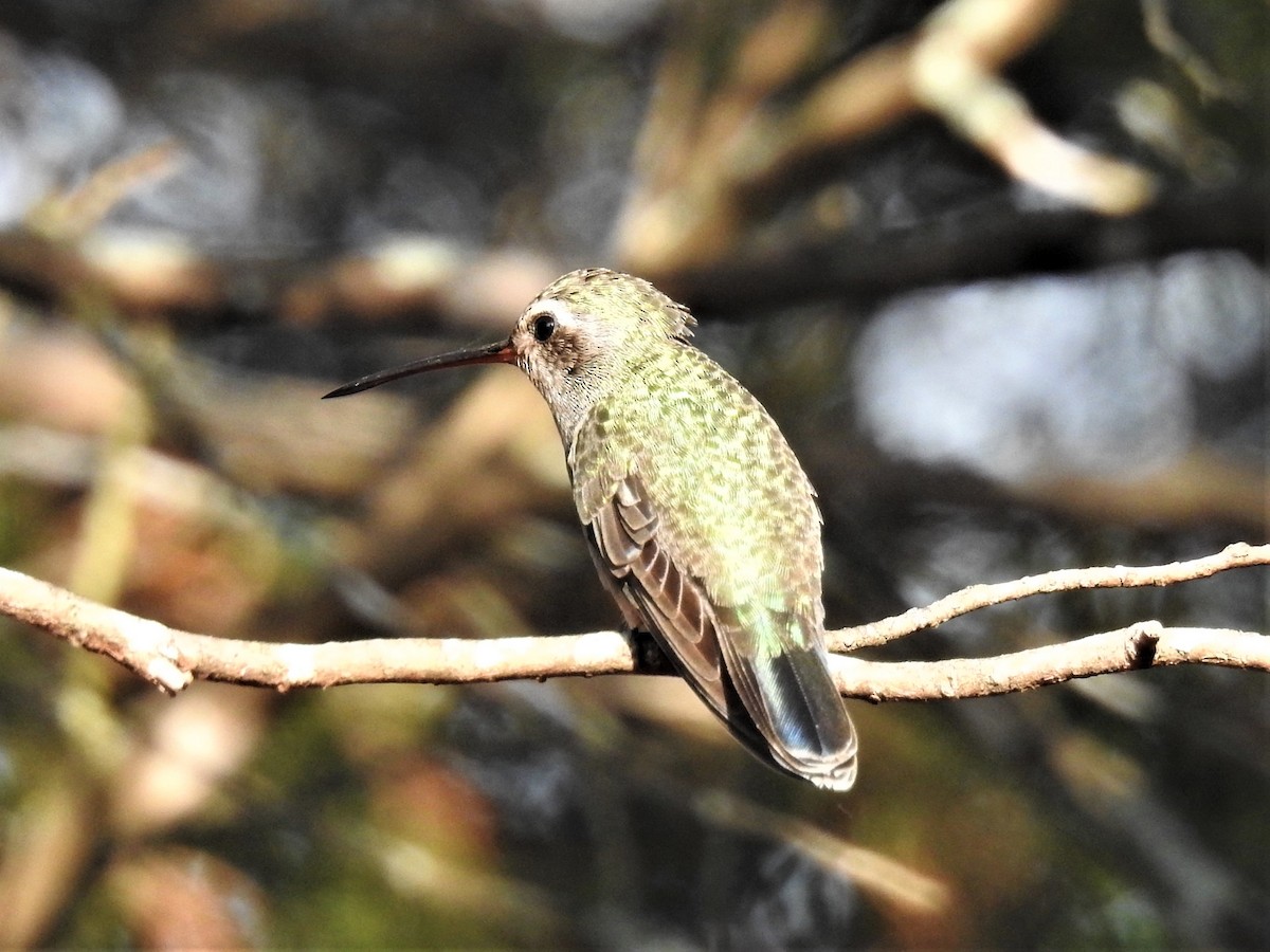 Geniş Gagalı Kolibri - ML305921241