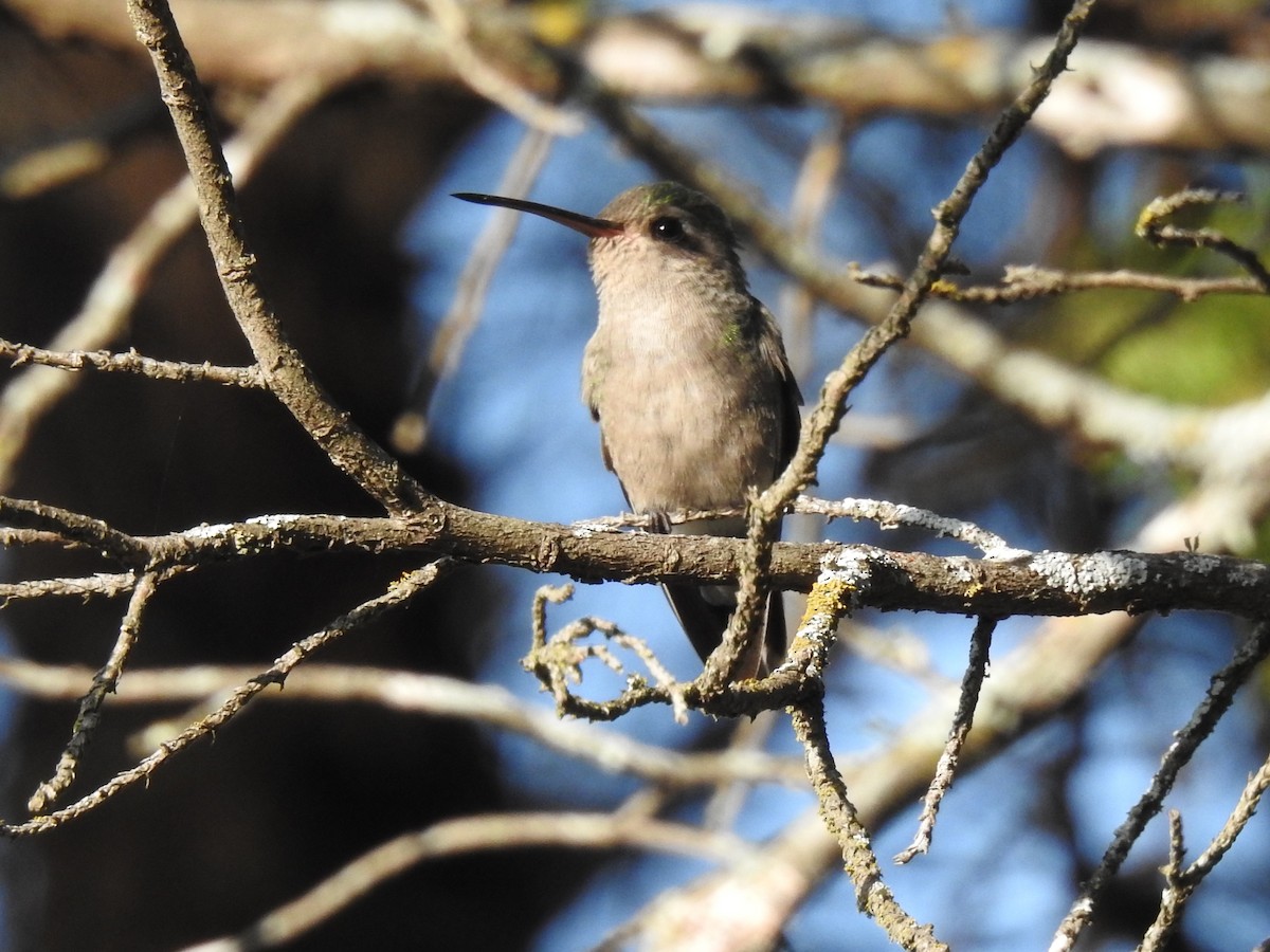 kolibřík širokozobý - ML305921291
