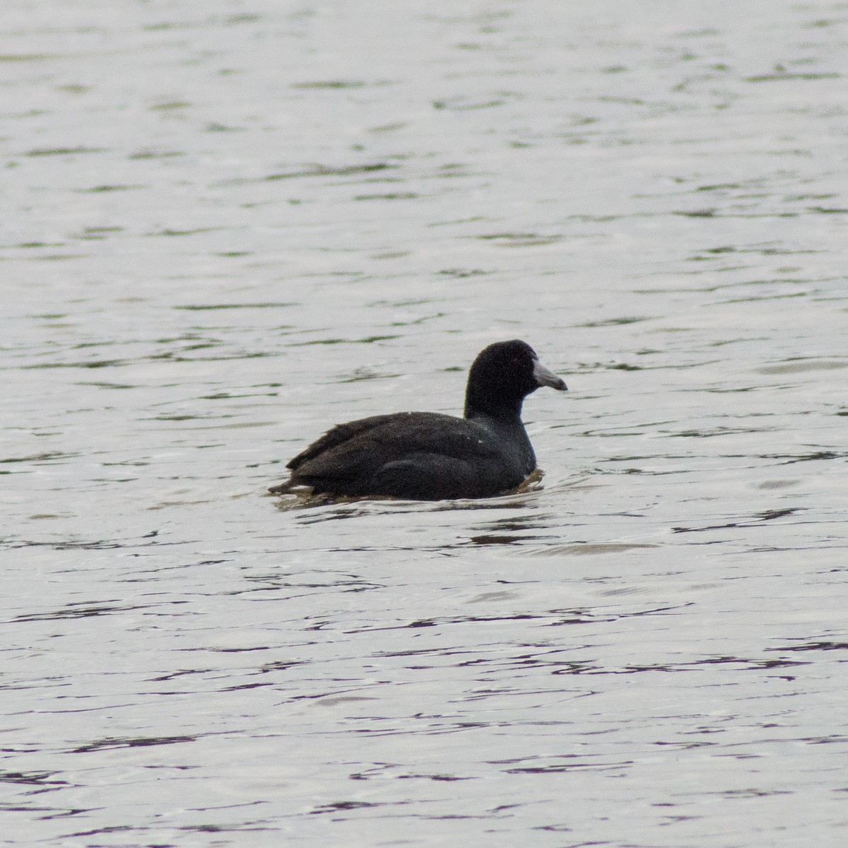 American Coot - ML305921581