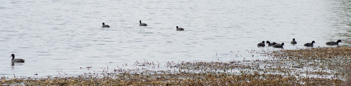 American Coot - ML305921601