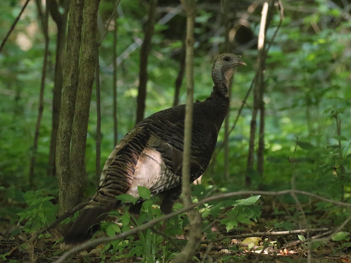 Wild Turkey - Paul Jacyk