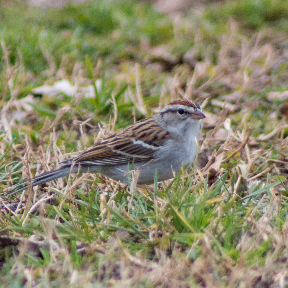 Chipping Sparrow - ML305922361