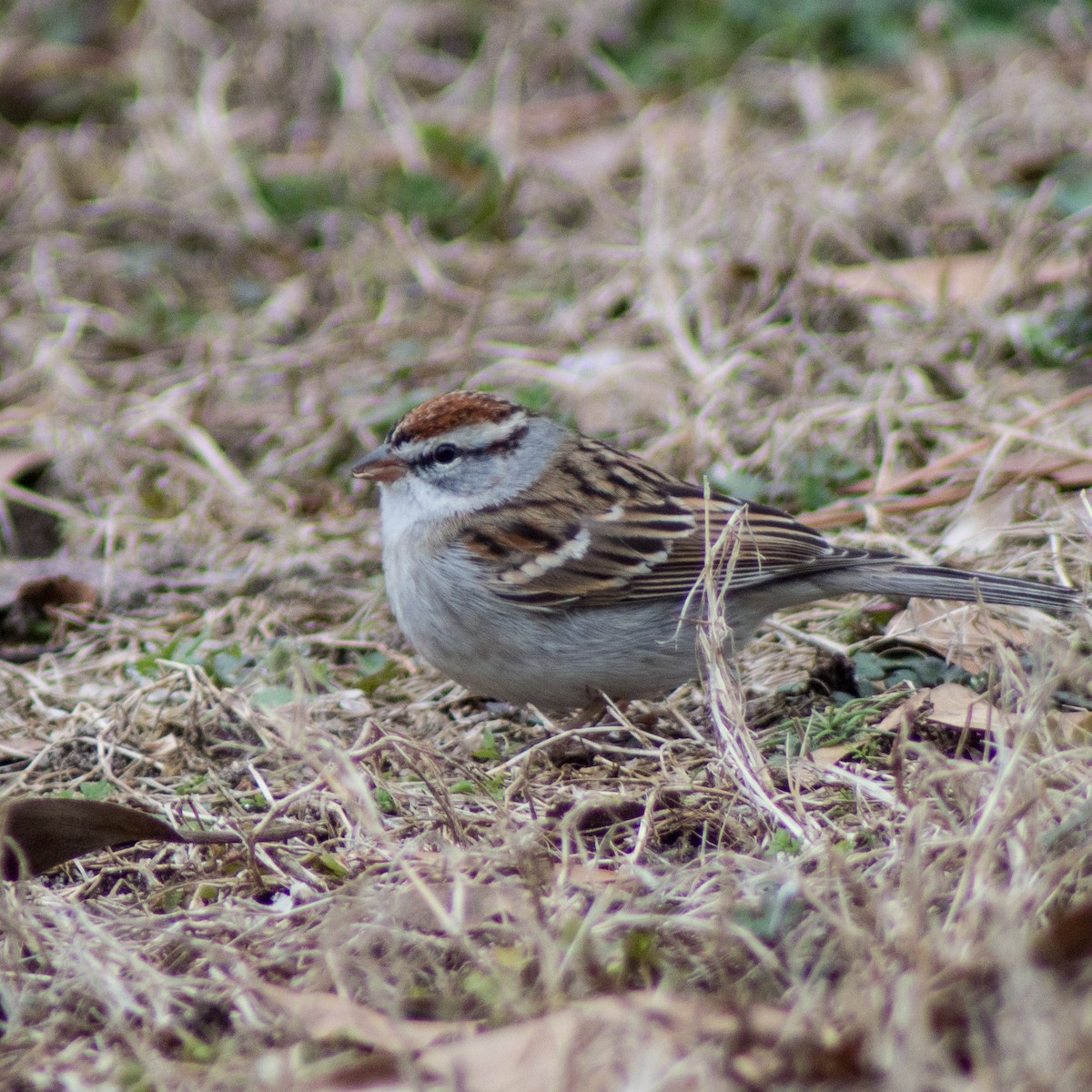 Chipping Sparrow - ML305922391