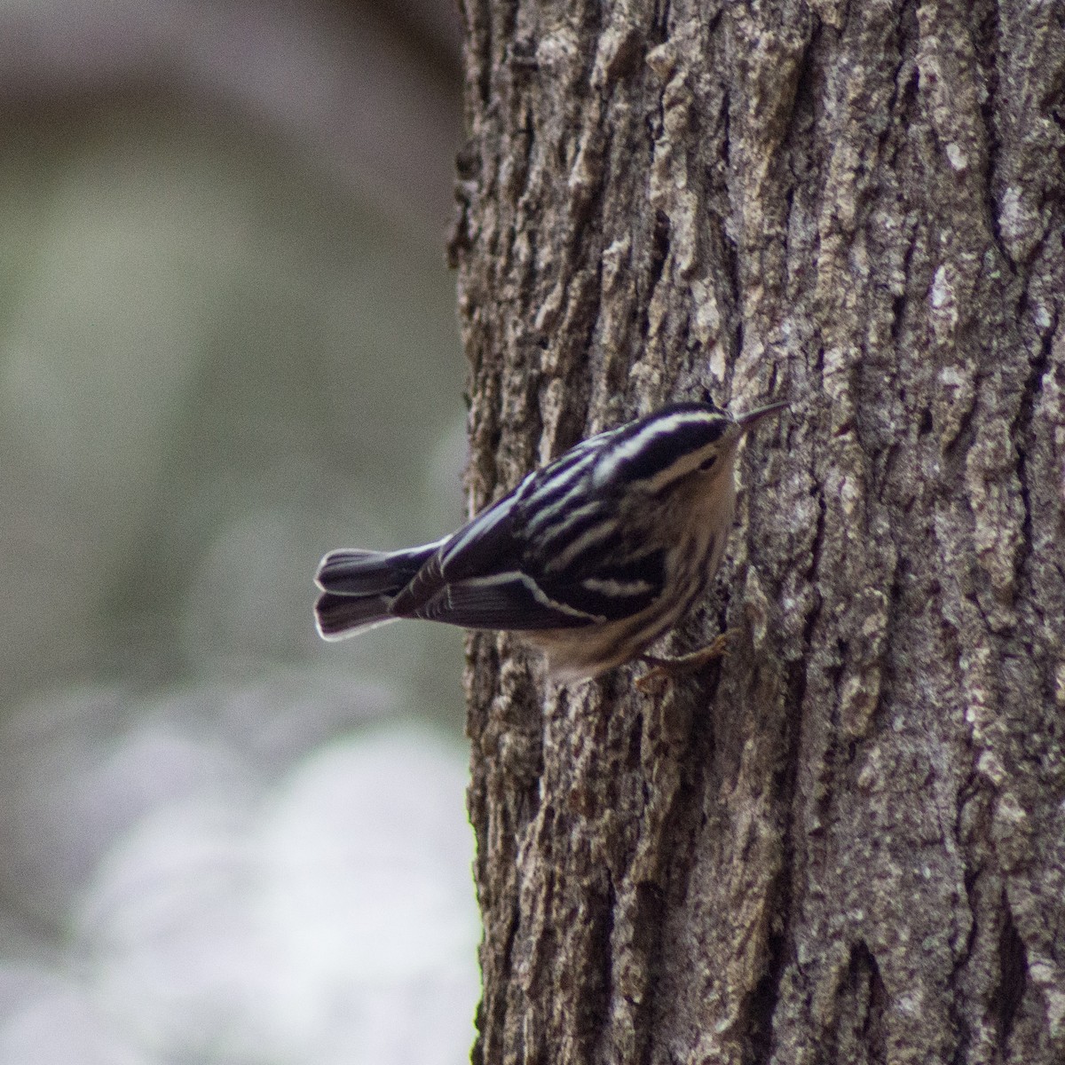 Black-and-white Warbler - ML305922691