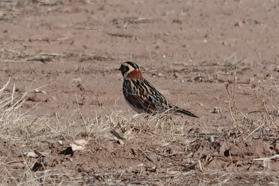 Lapland Longspur - ML305925261