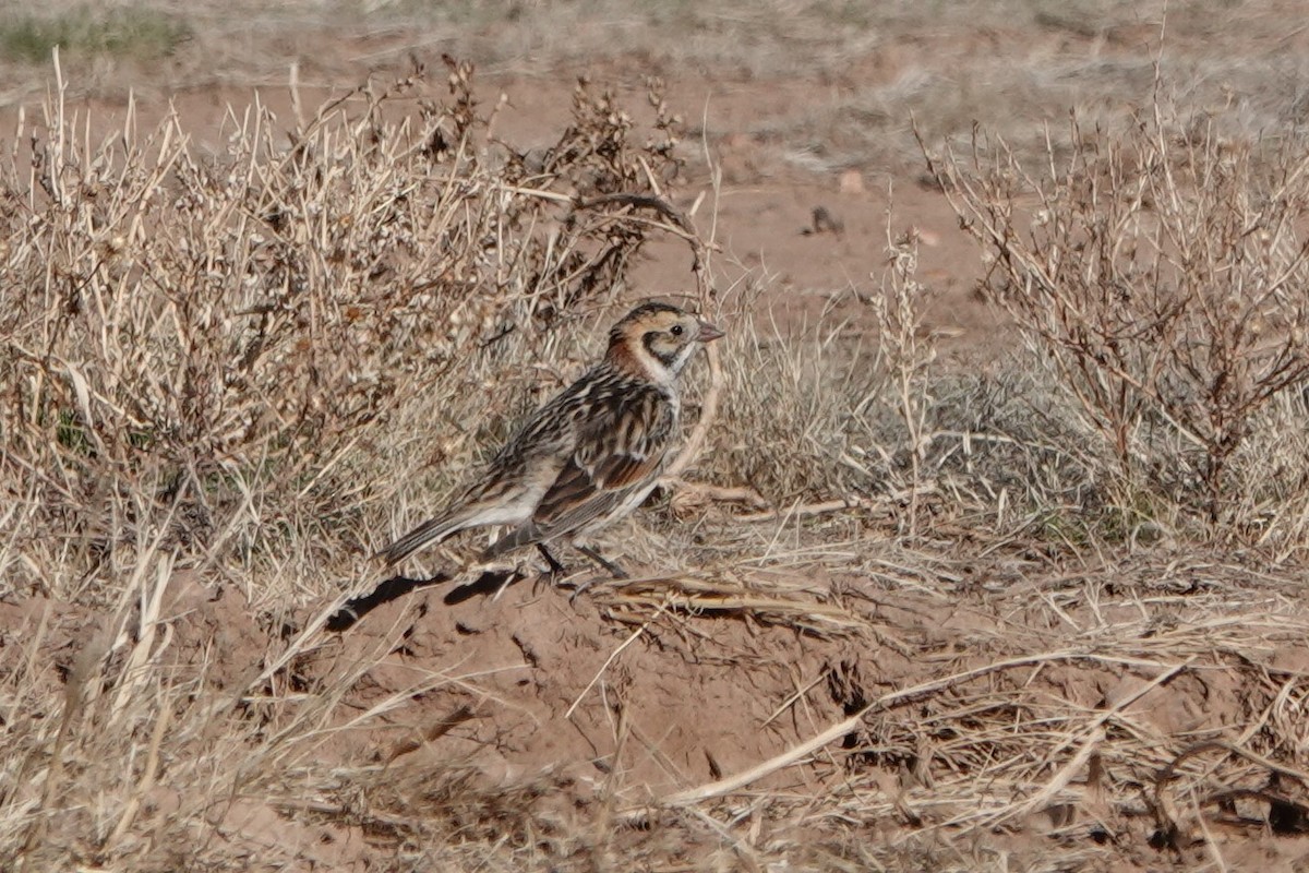 Lapland Longspur - ML305925291