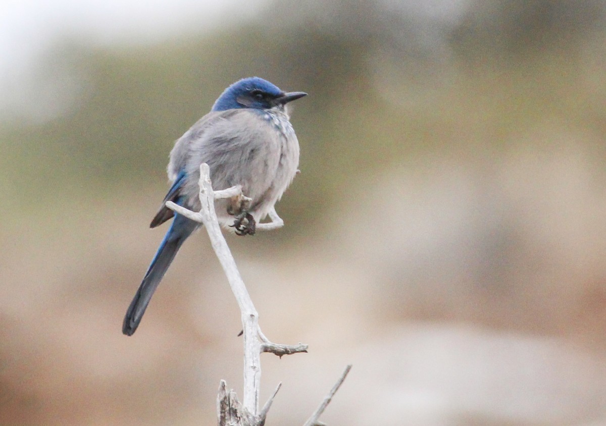 Woodhouse's Scrub-Jay - Alex George