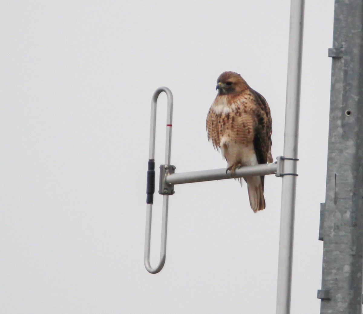 Red-tailed Hawk - ML305926841