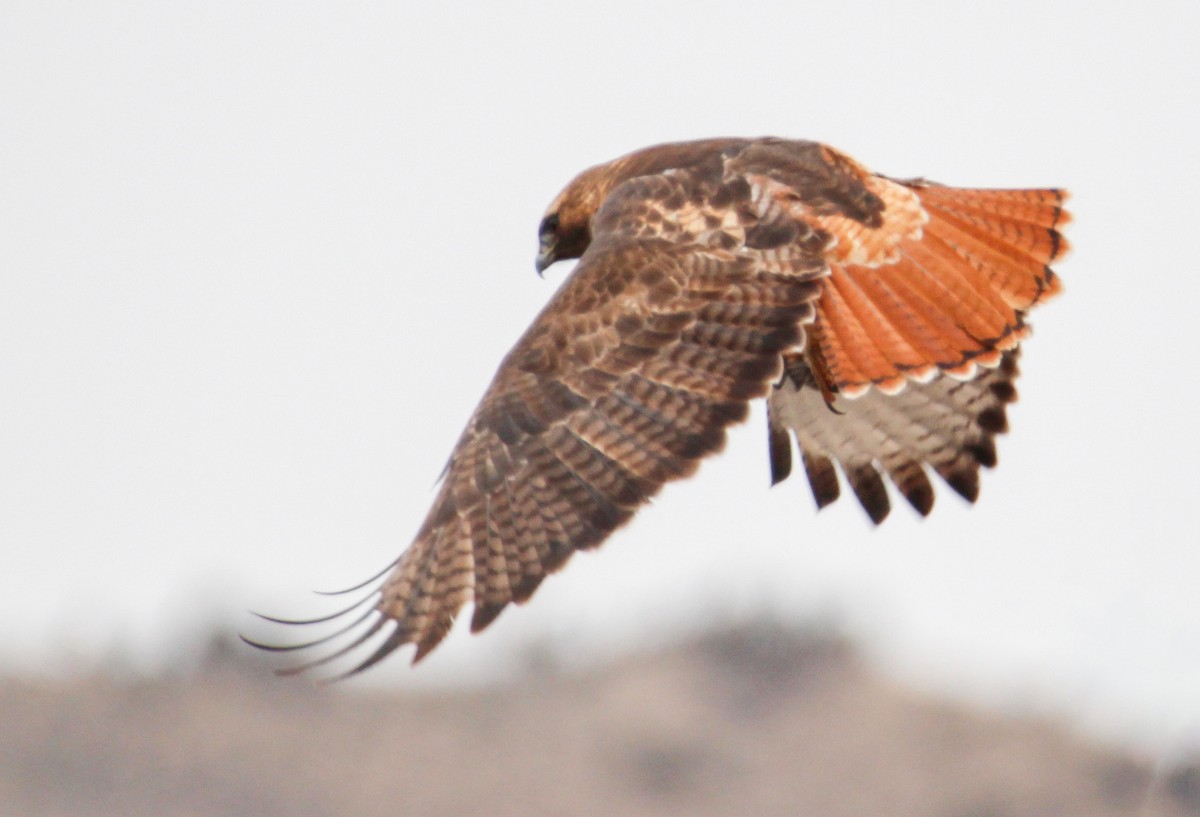 Red-tailed Hawk - Alex George