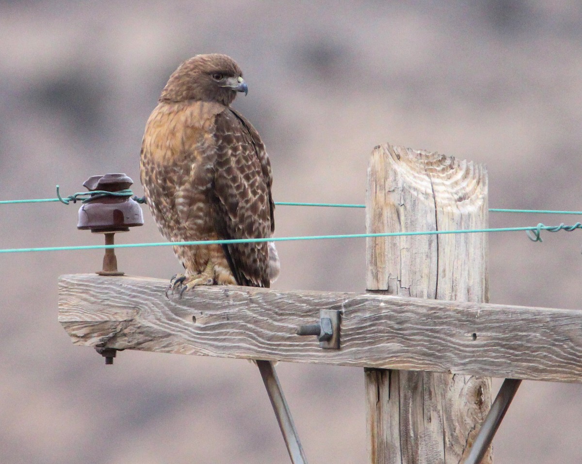 Red-tailed Hawk - Alex George