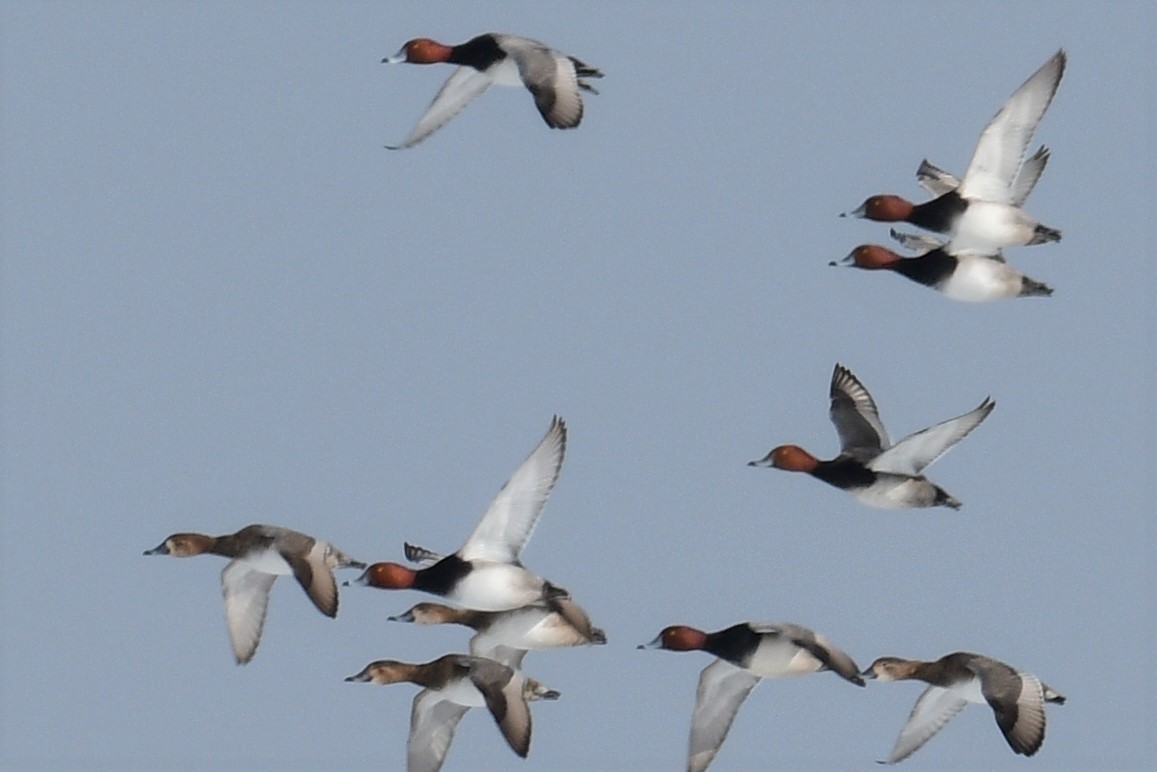 Redhead - Terri Kershaw