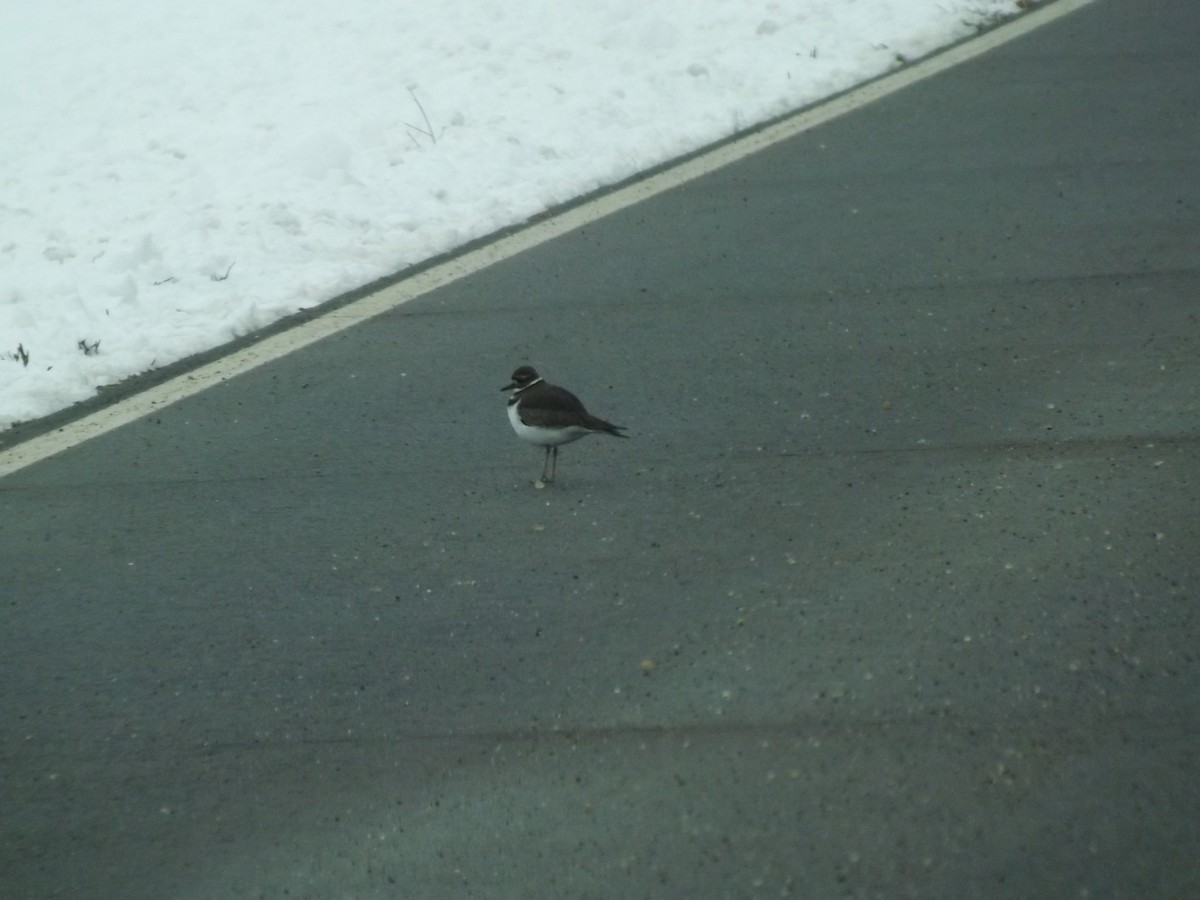 Killdeer - ML305927271