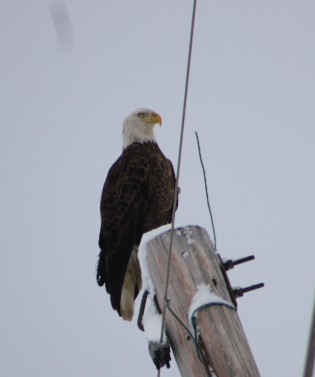 Bald Eagle - ML305927351