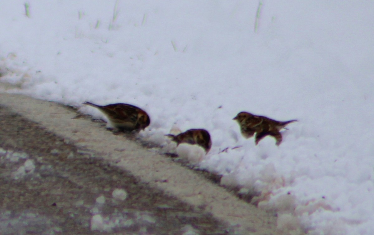 Lapland Longspur - ML305927461