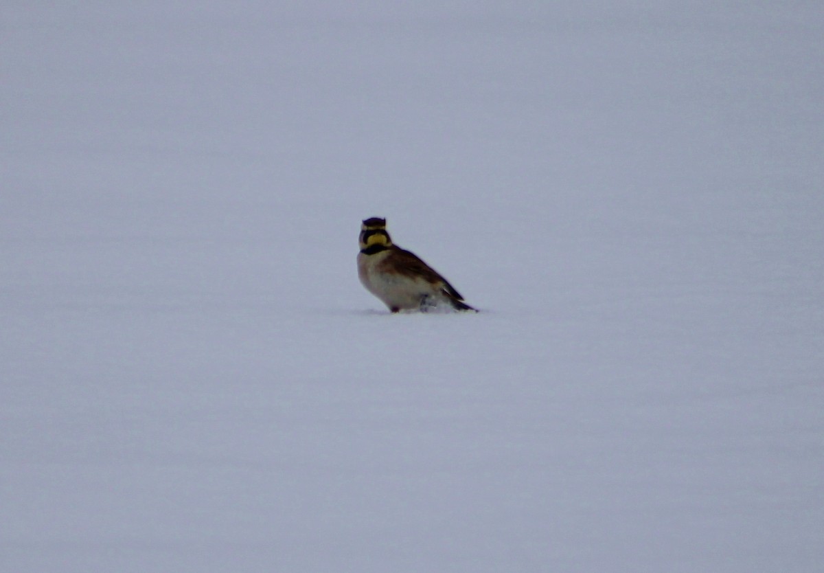 Horned Lark - ML305927561