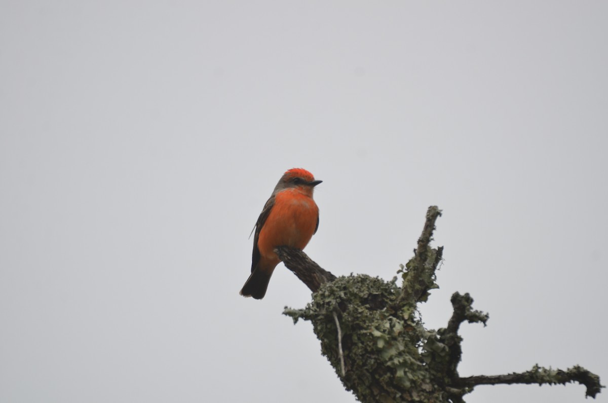 Vermilion Flycatcher - ML305928781