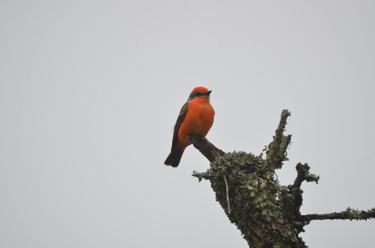 Vermilion Flycatcher - ML305928841