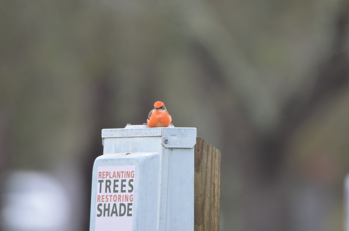 Vermilion Flycatcher - ML305928851