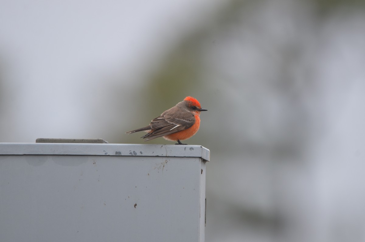 Vermilion Flycatcher - ML305928871