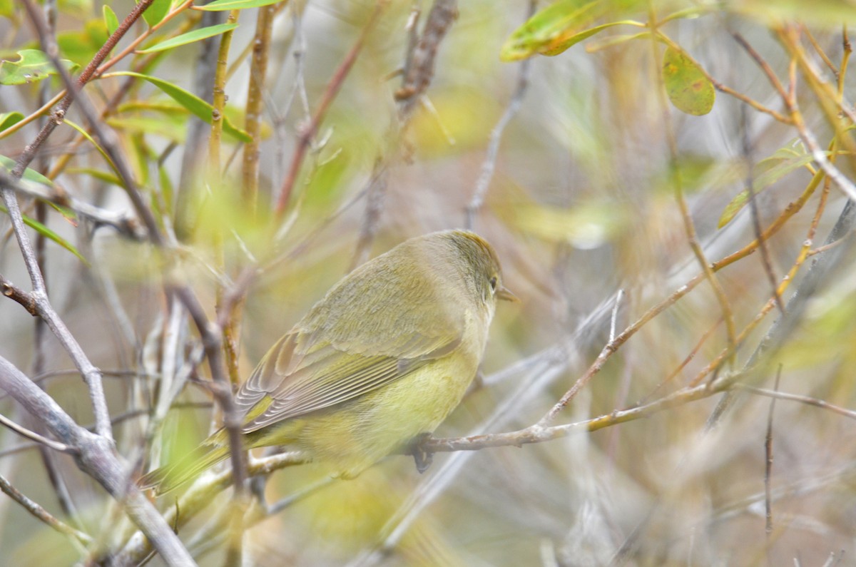 Orange-crowned Warbler - Richard Garrigus