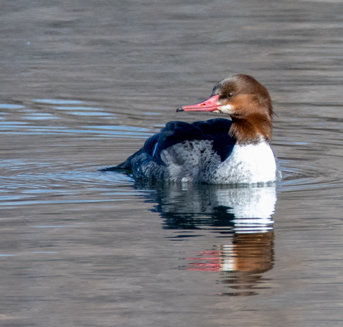Common Merganser (North American) - Louisa Evers