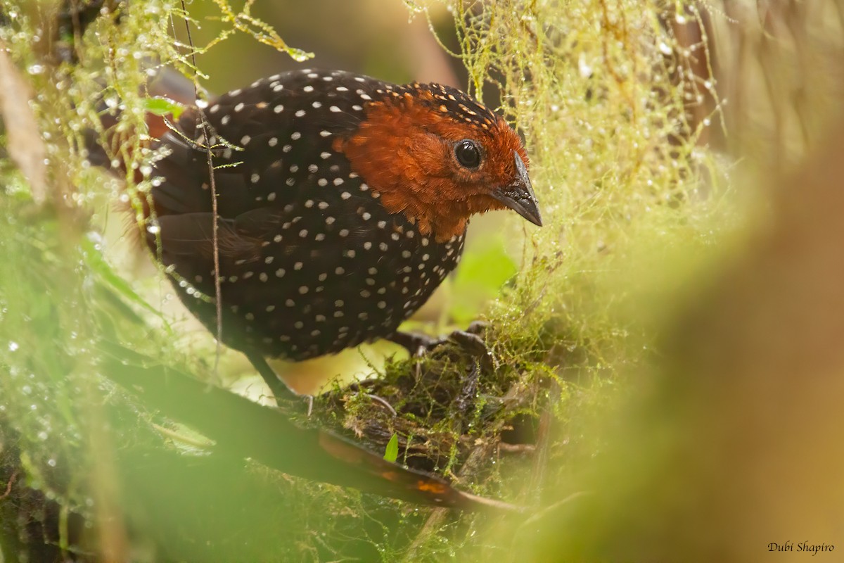 Tapaculo Ocelado - ML305929731