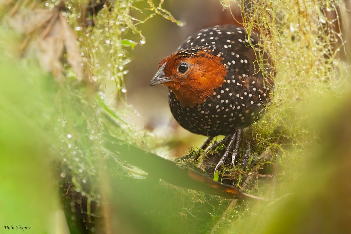 Ocellated Tapaculo - ML305929741