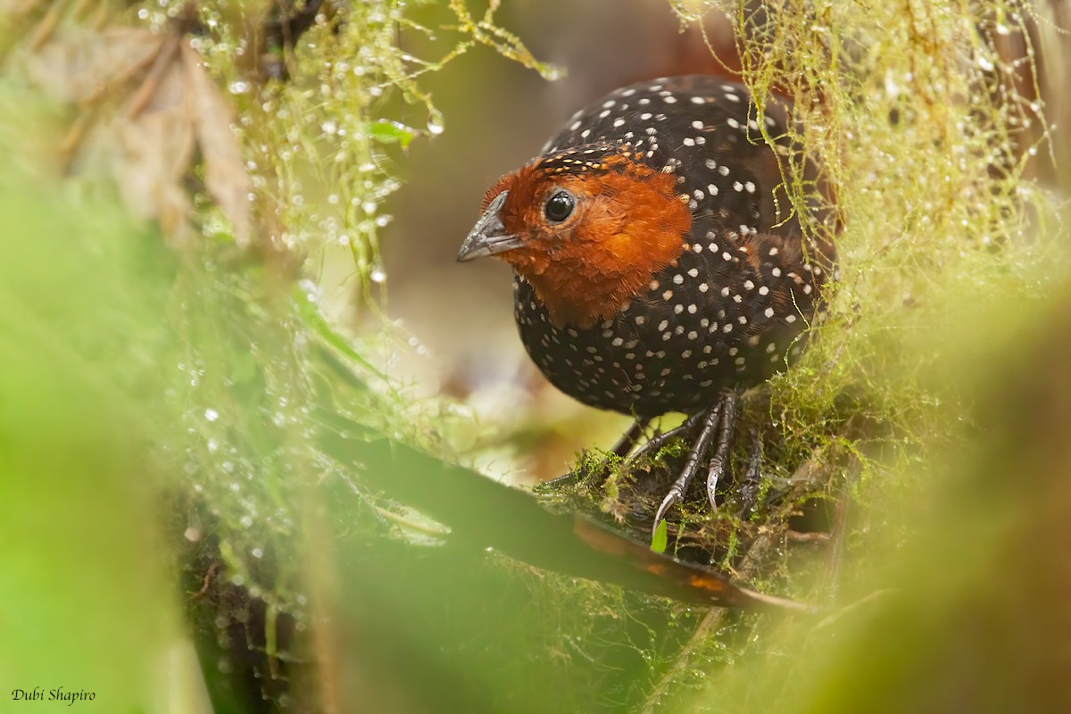 Tapaculo Ocelado - ML305929741