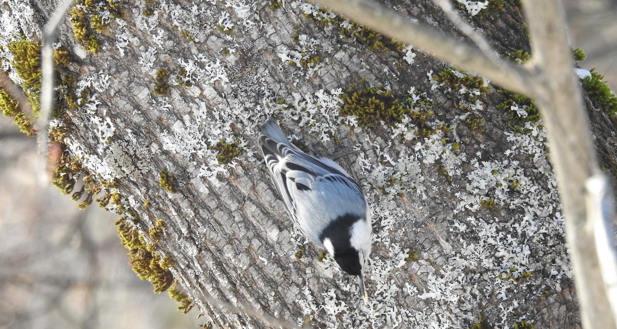 White-breasted Nuthatch - ML305929961