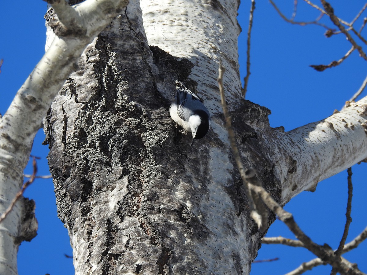 White-breasted Nuthatch - ML305930001