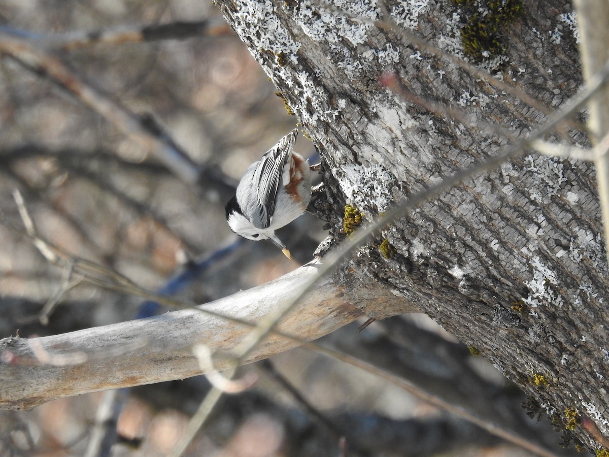 White-breasted Nuthatch - ML305930011
