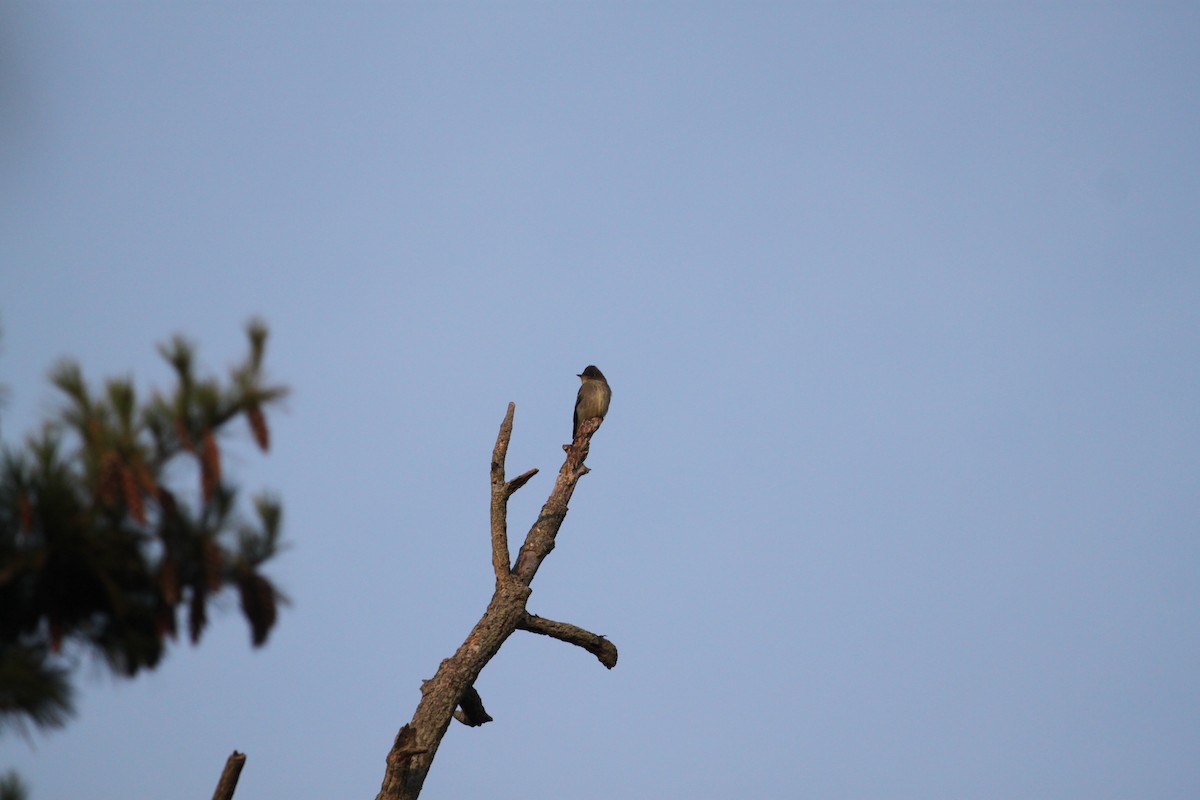 Yellow-bellied Flycatcher - ML305930431