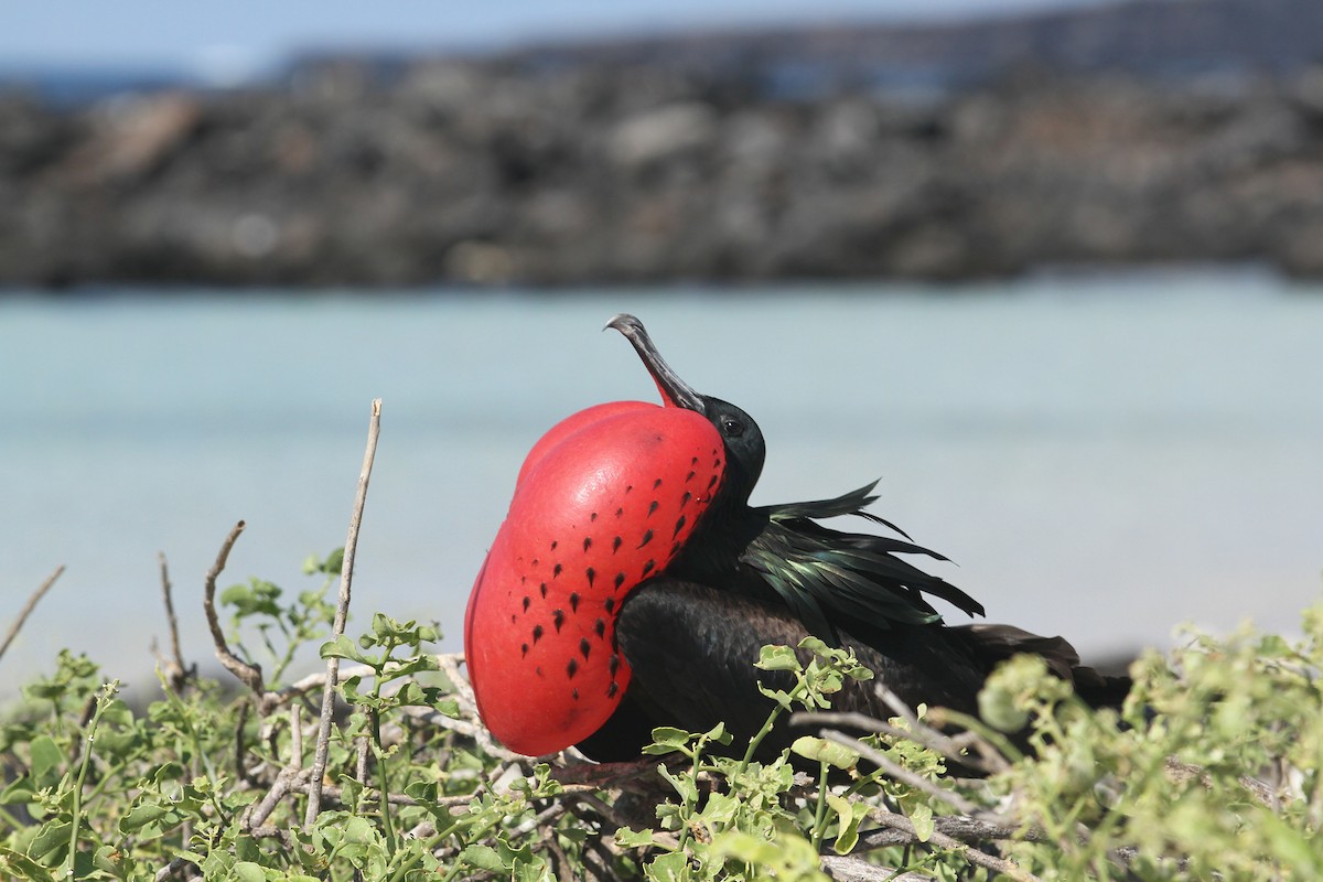 Great Frigatebird - ML305930701