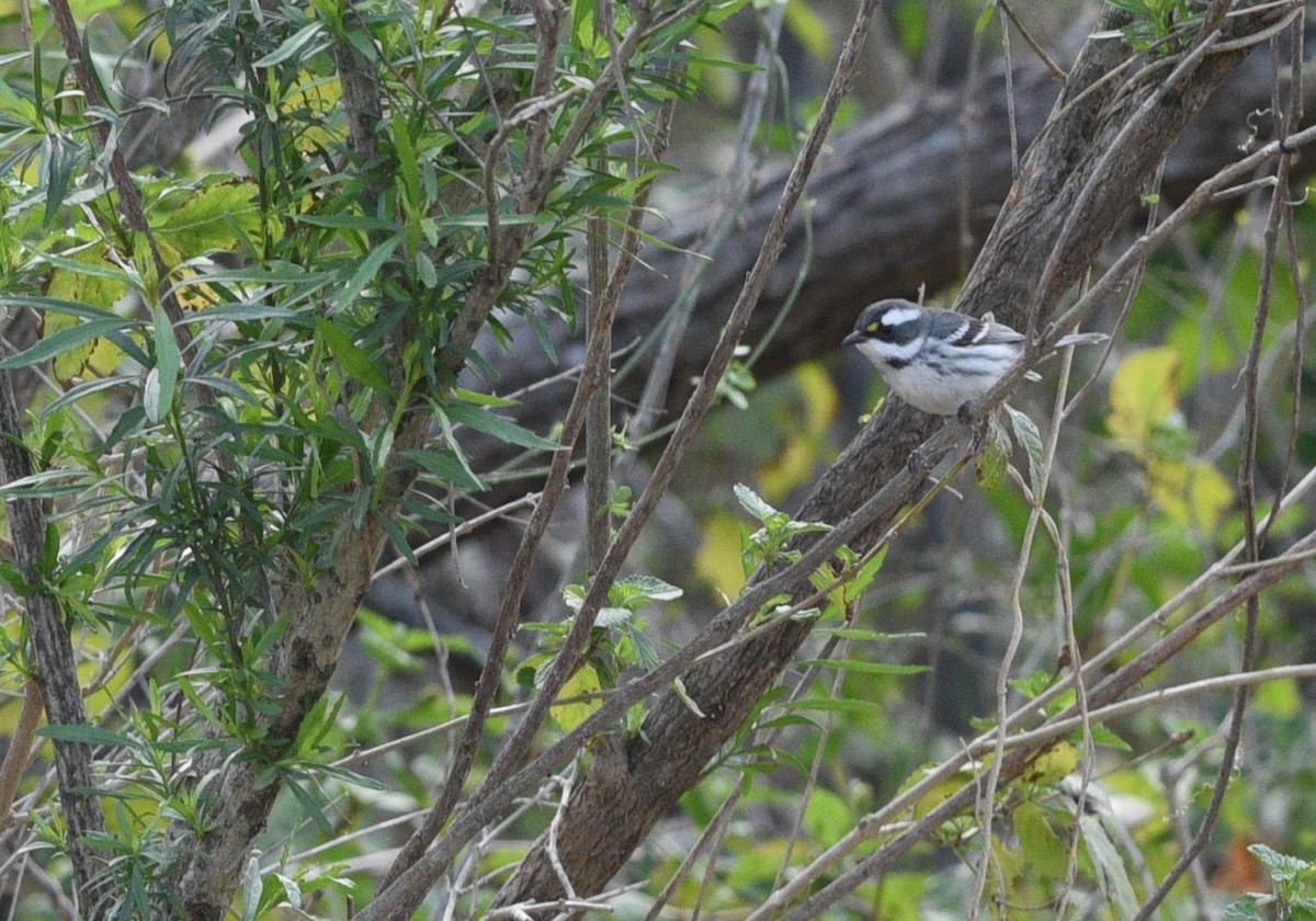 Black-throated Gray Warbler - ML305932111