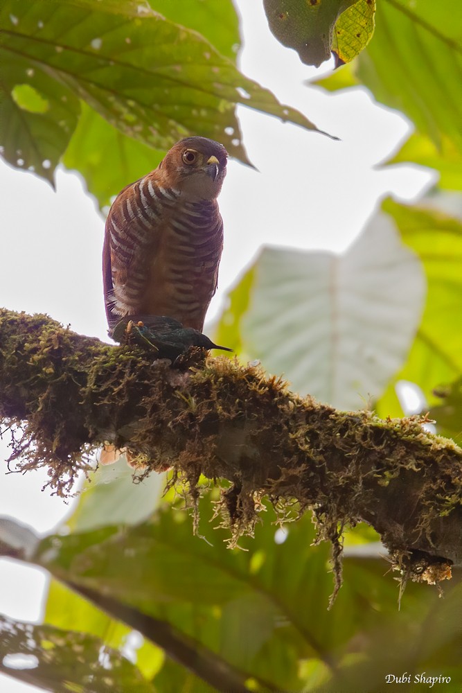 Semicollared Hawk - ML305932661