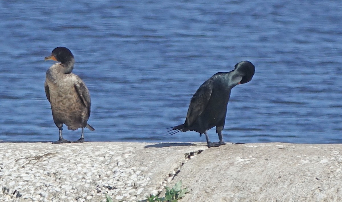 Cormoran à aigrettes - ML305932831