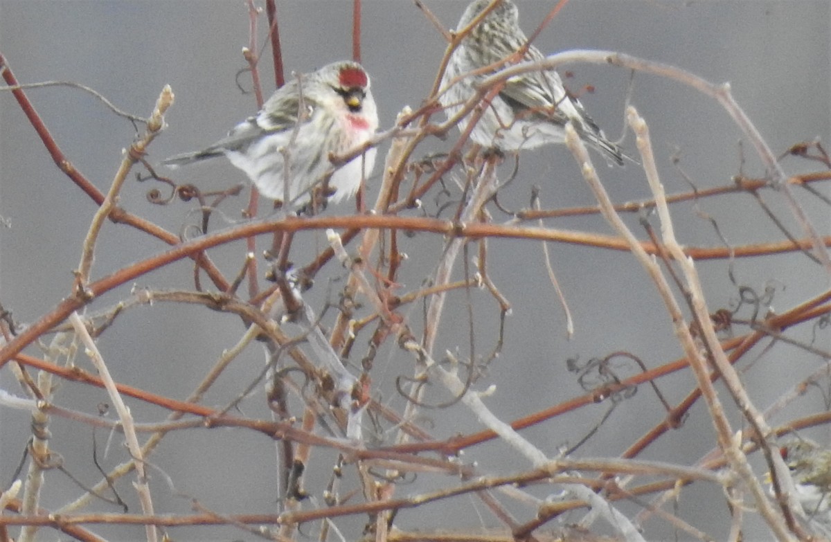 Common Redpoll - ML305933841