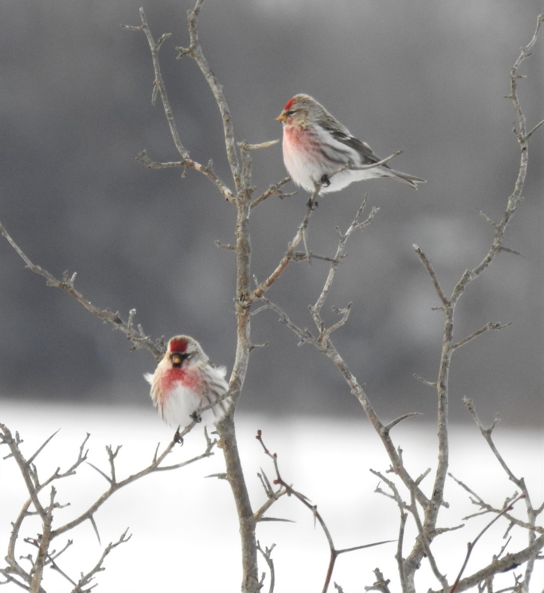 Common Redpoll - ML305933851