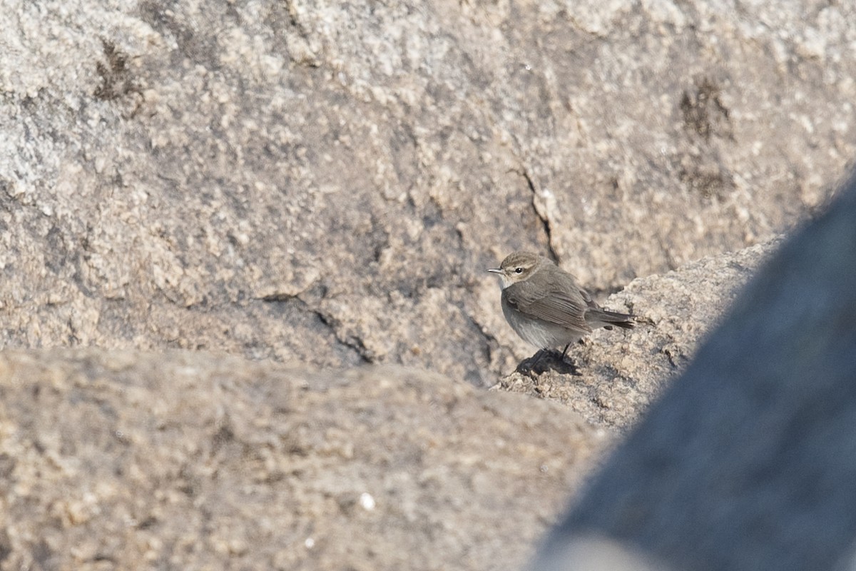 Common Chiffchaff - Aaron Lang