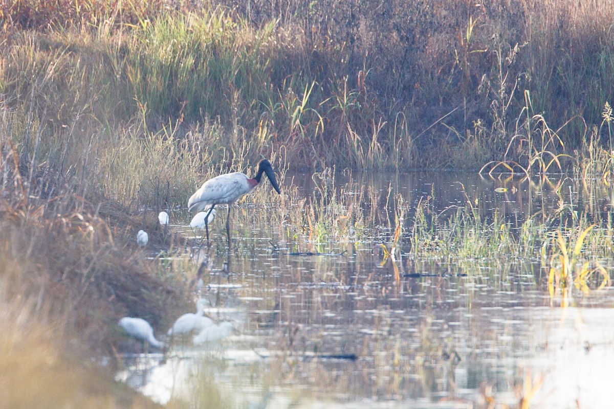 čáp jabiru - ML305934221