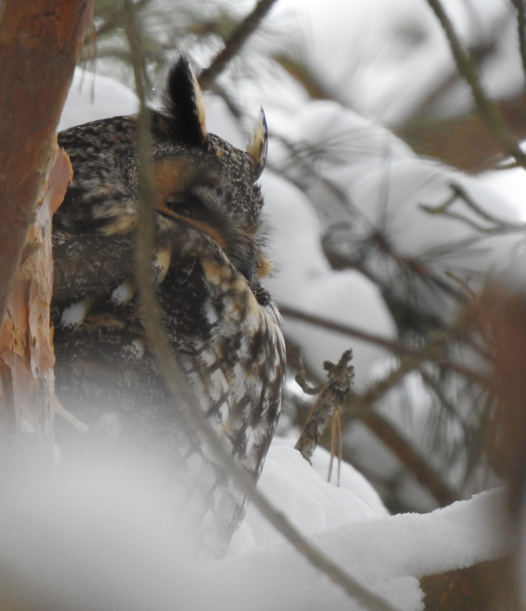 Long-eared Owl - ML305935811