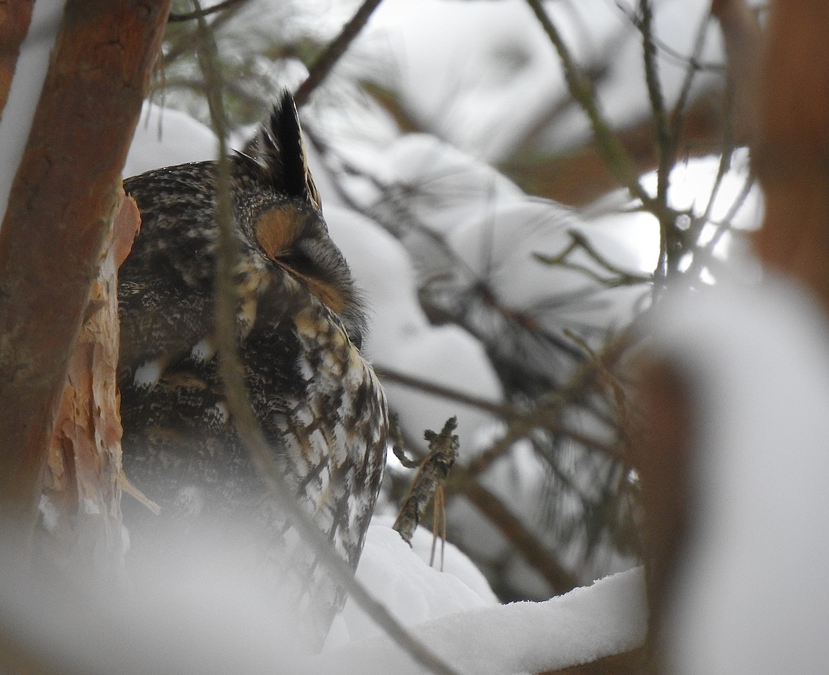 Long-eared Owl - Corey Critchfield