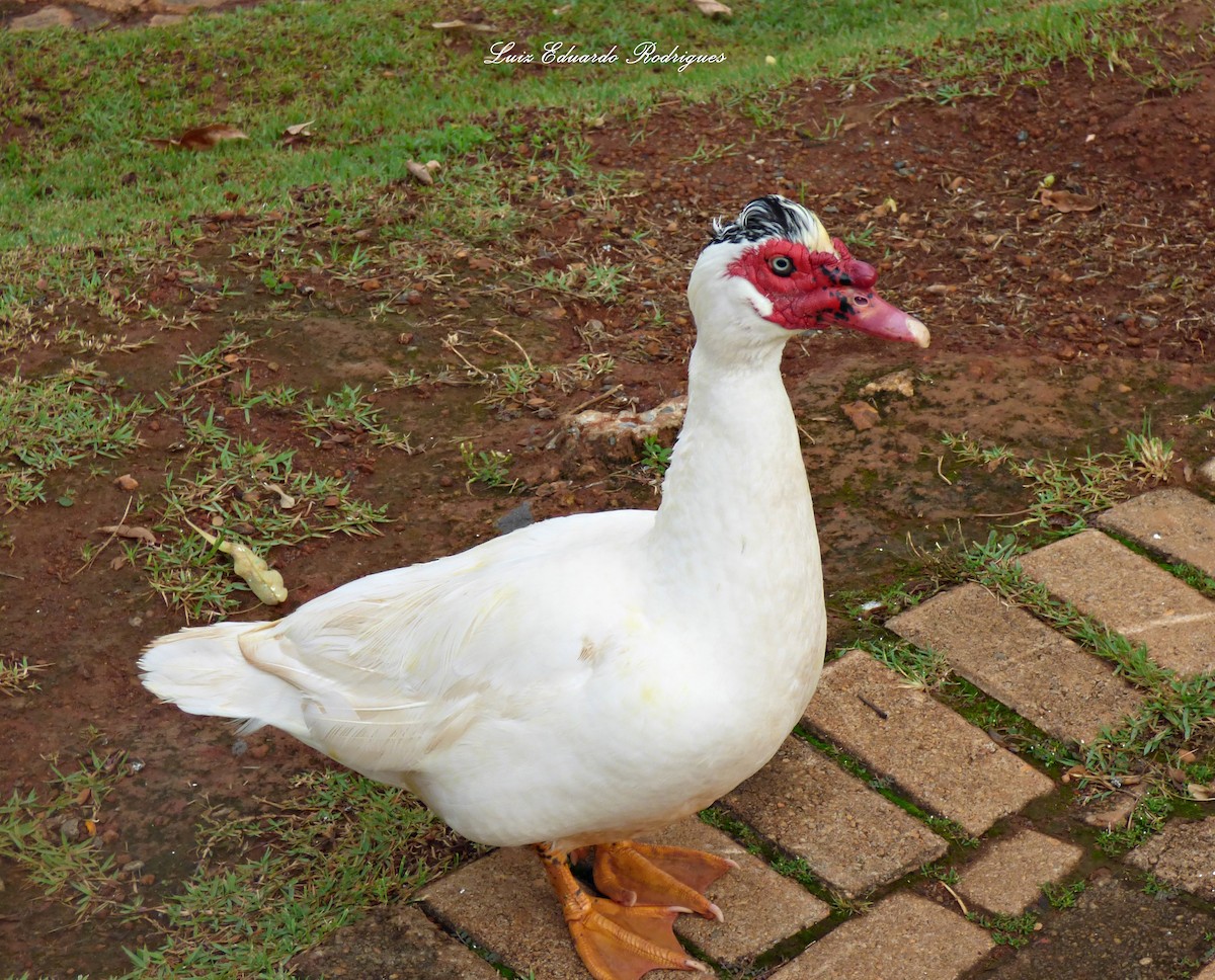 Muscovy Duck - ML305936441