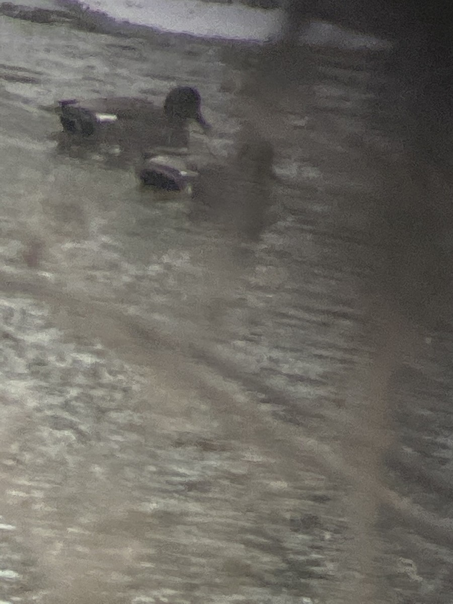 Gadwall - ML305940441