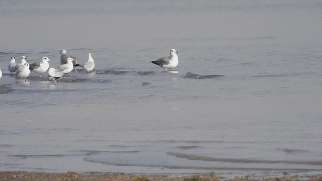 Caspian Tern - ML305940491