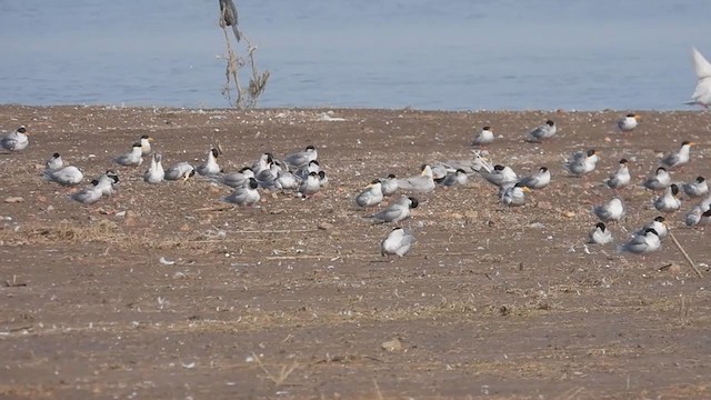 River Tern - ML305941971