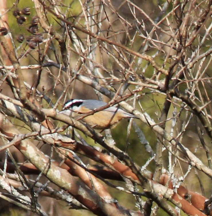 Red-breasted Nuthatch - ML305943791