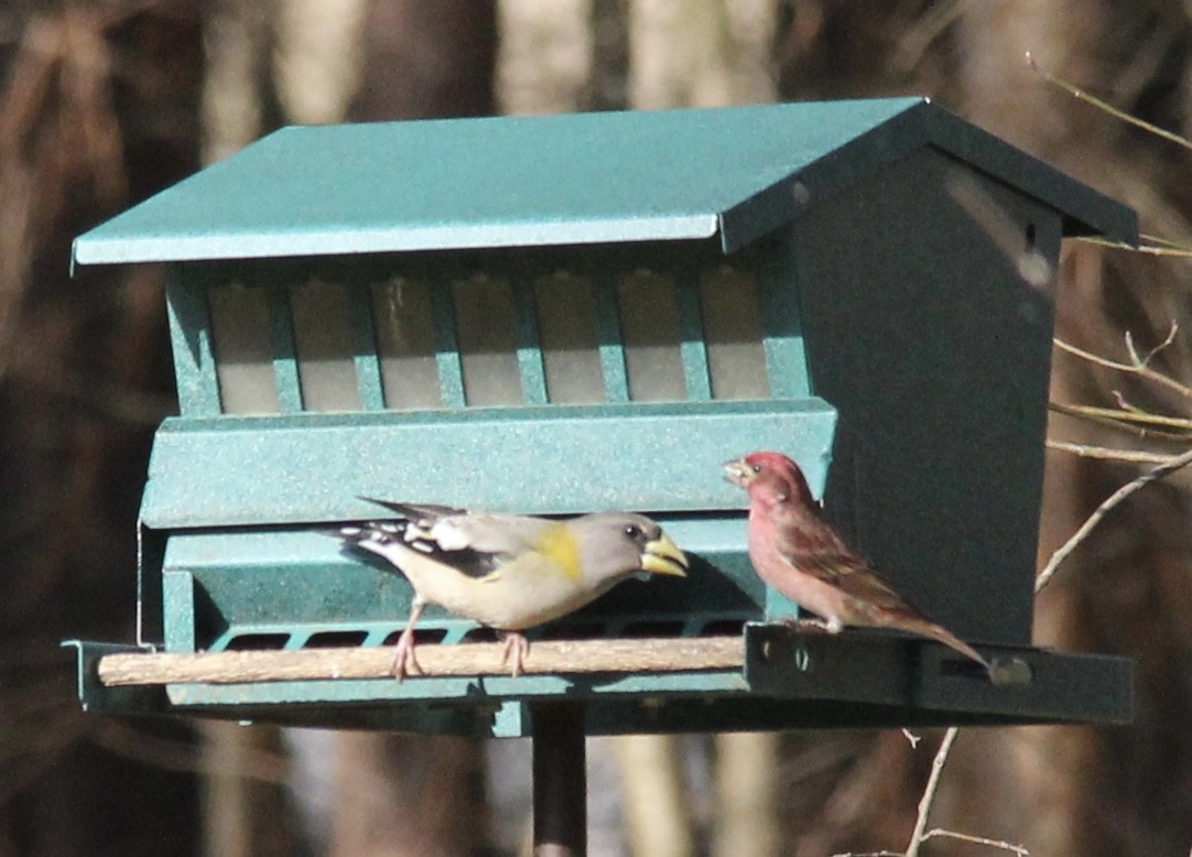 Evening Grosbeak - Lisa Sellers